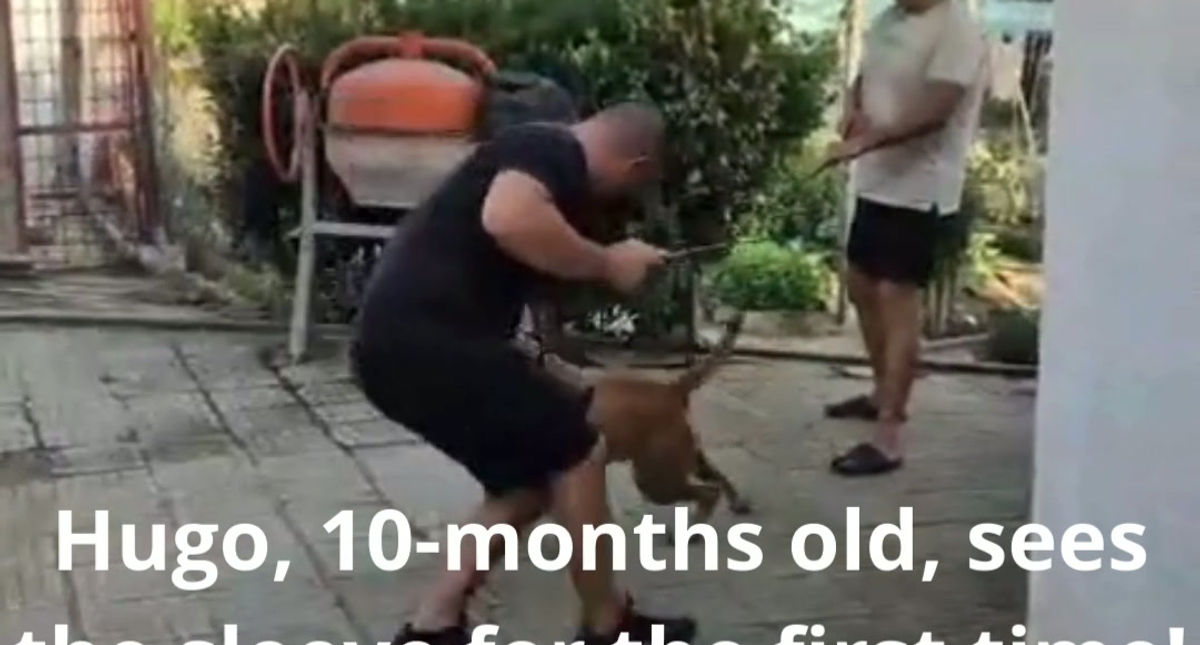 Hugo, a 10-month-old dog, sees the sleeve for the first time.